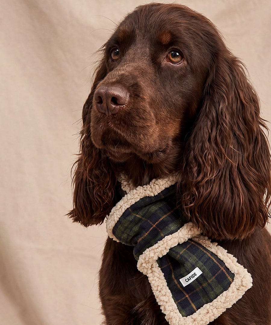 cafide-echarppe-pour-chien-premium-Mica-vert-Tartan