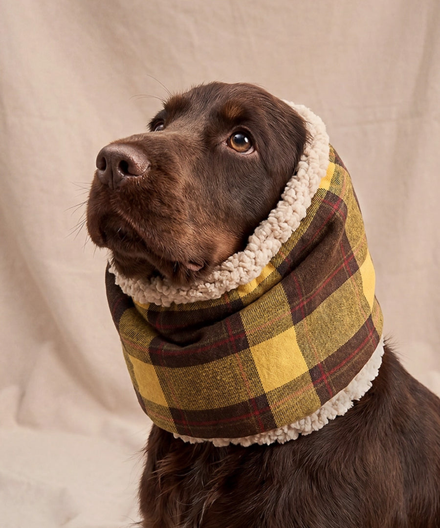 cafide-snood-pour-chien-premium-Olga-jaune-Moutard-Tartan