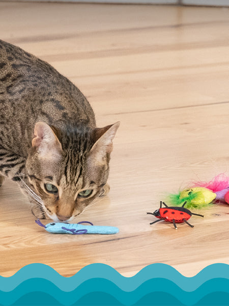 catstages-jouet-lot-6-peluches-pour-chat-insectes