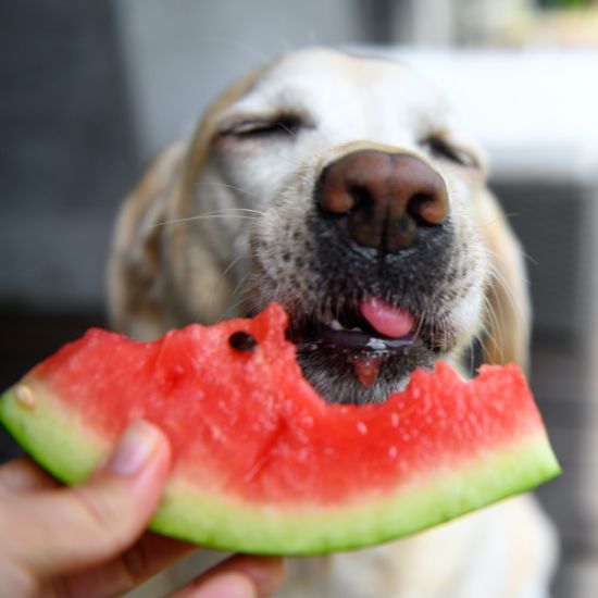 fruits comestibles pour chien inooko