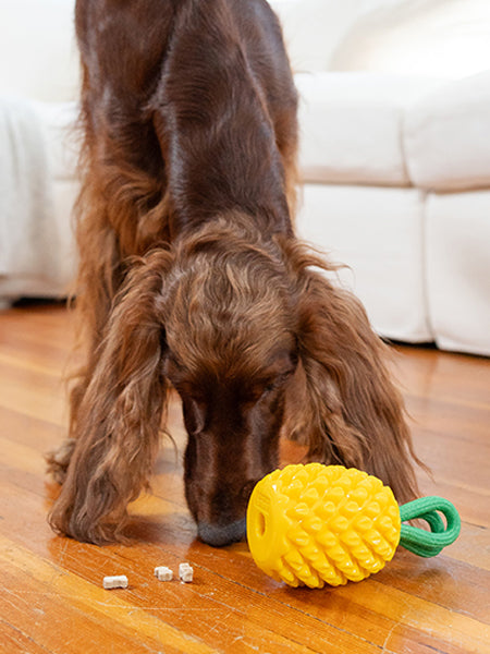 hound-outward-jouet-distributeur-friandises-pour-chien-ananas