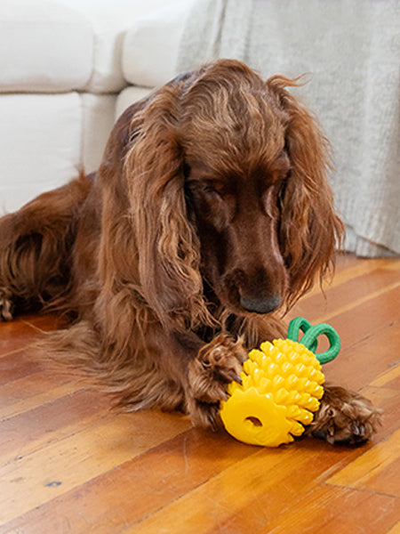 hound-outward-jouet-distributeur-friandises-pour-chien-ananas