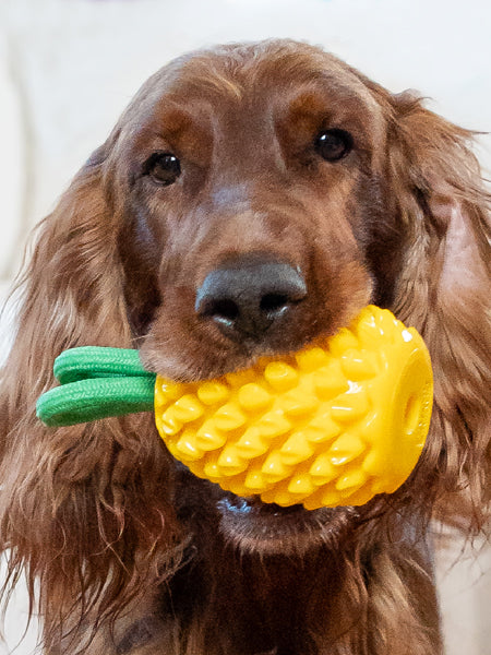 hound-outward-jouet-distributeur-friandises-pour-chien-ananas
