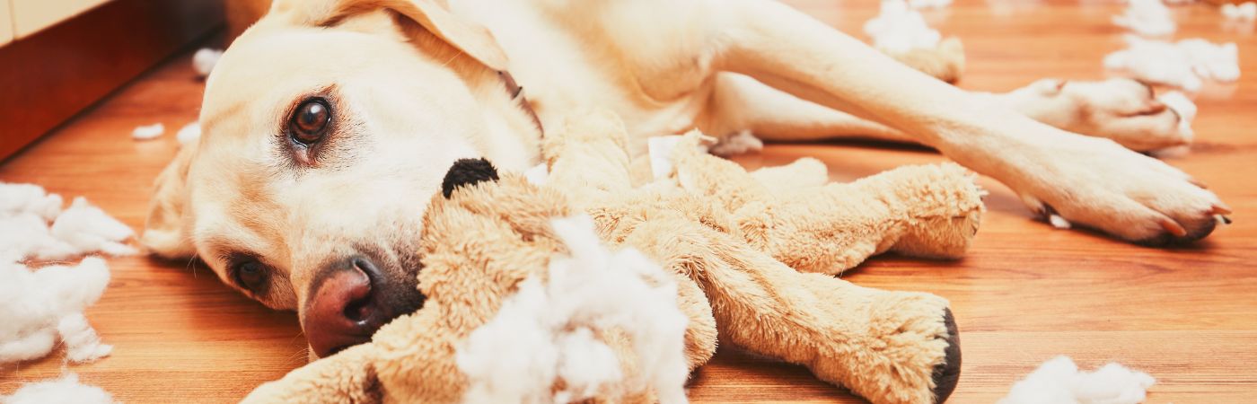 inooko-conseils-aide-chien-destructeur-chien-qui-fait-des-bêtises