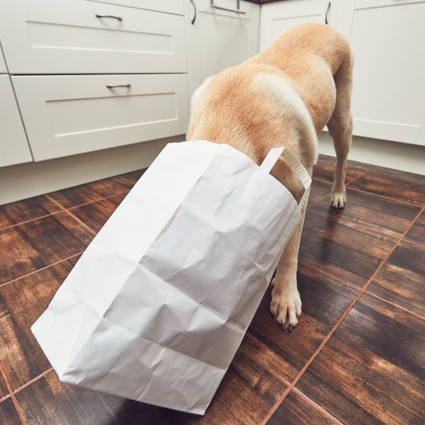 inooko-conseils-aide-chien-destructeur-chien-qui-fait-des-betises