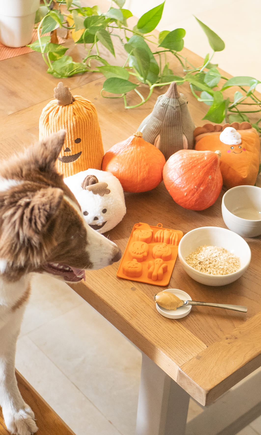 inooko-friandises-maison-pour-chien-citrouille