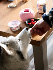 inooko-jouet-occupation-pour-chien-Yoomy-donut