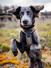 non-stop-dogwear-harnais-chien-Line-harnessgrip-working-dog