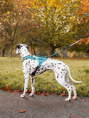 non-stop-dogwear-harnais-traction-rush-teal