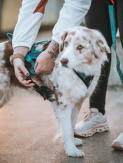 non-stop-dogwear-harnais-traction-rush-teal