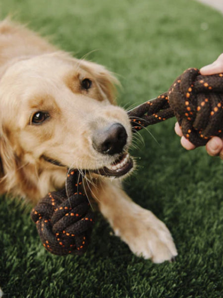       pet-play-jouet-en-corde-chien-Barbell-Tug-rope