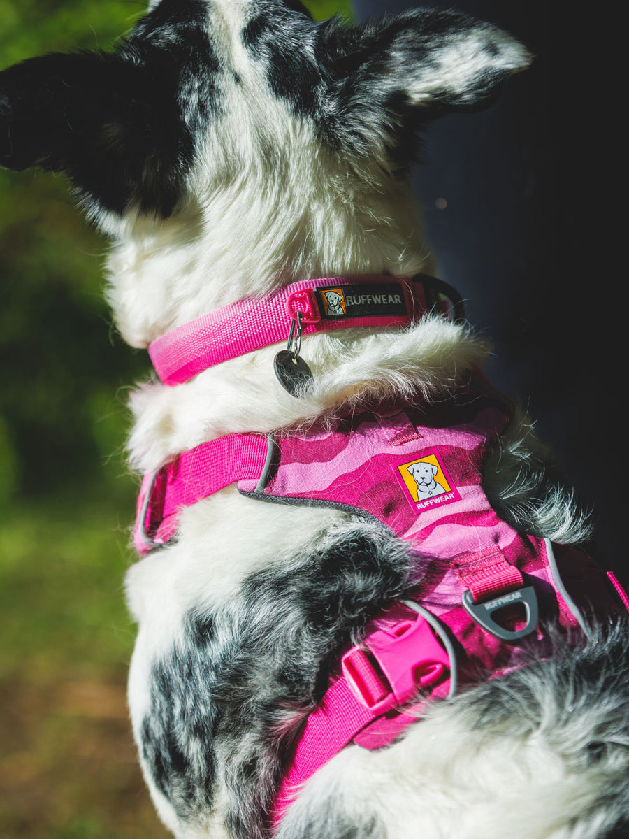 ruffwear-collier-pour-chien-Front-Range-rose-Pink-mountain