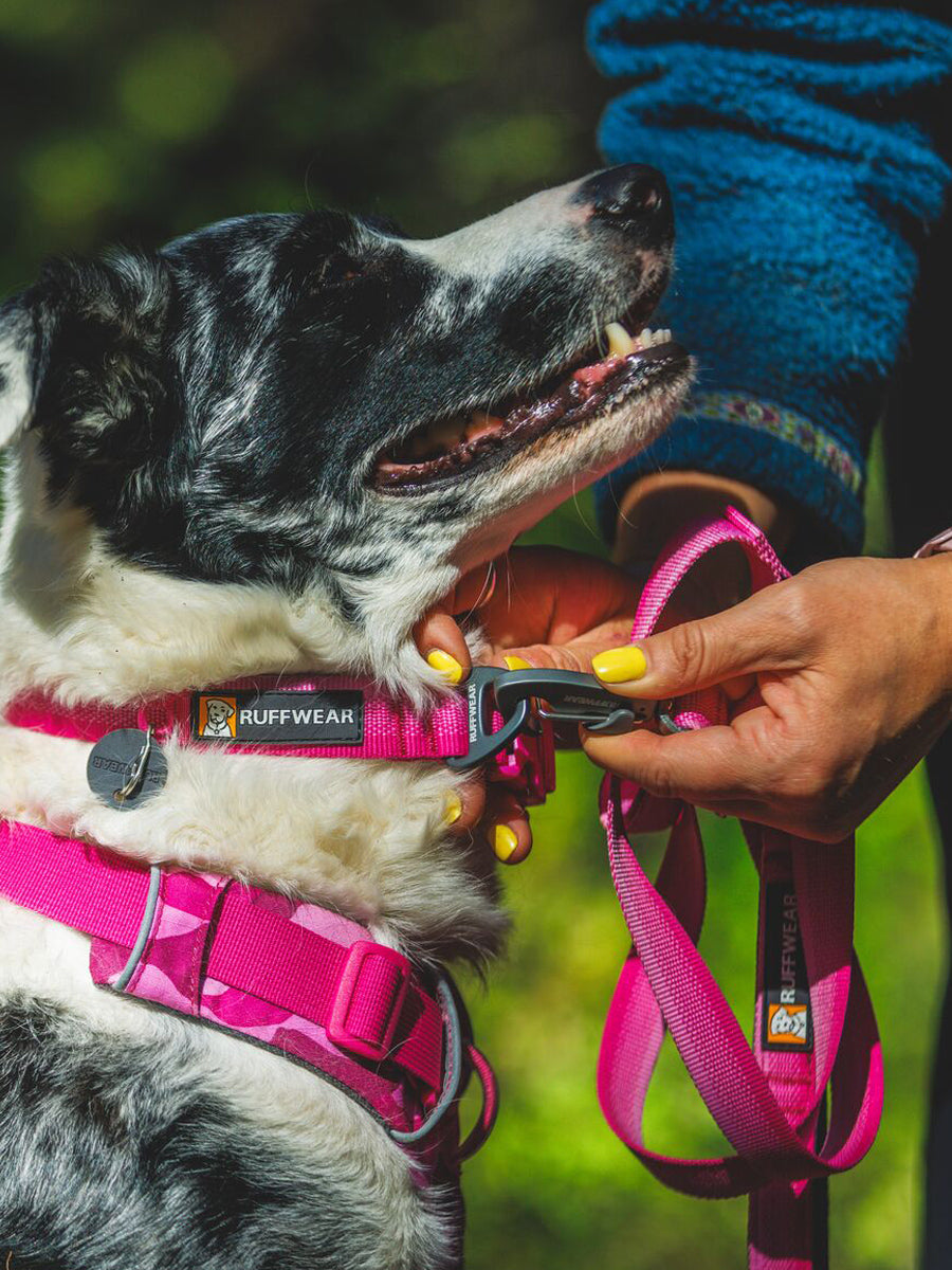 ruffwear-collier-pour-chien-Front-Range-rose-Pink-mountain