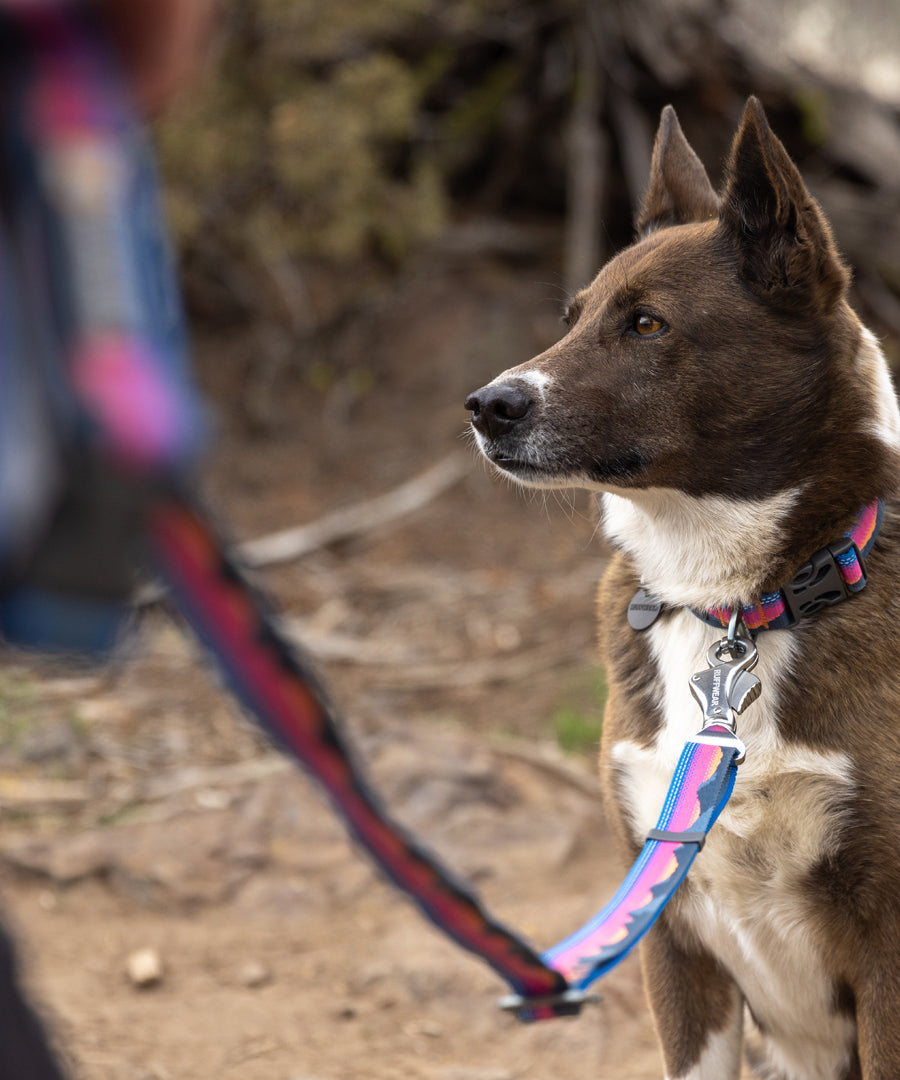 ruffwear-laisse-main-libre-pour-chien-Crag-Hands-Free-Leash-alpine-dusk