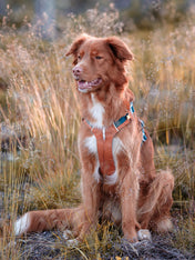 woollywolf-Harnais-pour-chien-Alpha-360-Terracotta-Mix