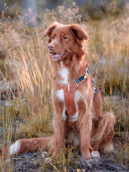 woollywolf-Harnais-pour-chien-Alpha-360-Terracotta-Mix