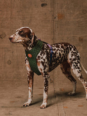 zee-dog-x-reebok-trekk-harnais-pour-chien