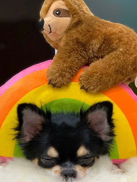     Fringe-petshop-peluche-design-chien-289370-sloth-on-a-rainbow