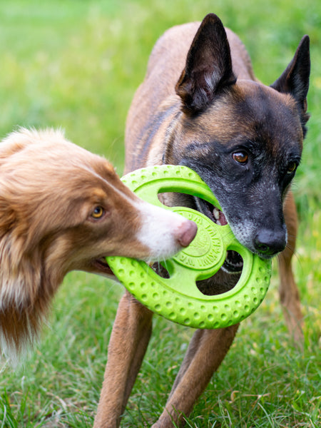     Kiwi-walker-jouet-TPR-pour-chien-chiot-frisbee-orange