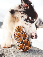       Loblolly-Pinecone-Puzzle-interactif-fouille-pour-chien-pomme-de-pin
