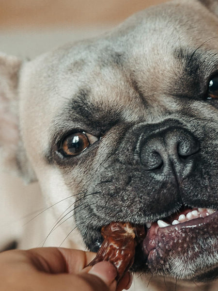     PAUL-PAULINA-friandise-mastication-naturelles-chien-saucisse-cheval