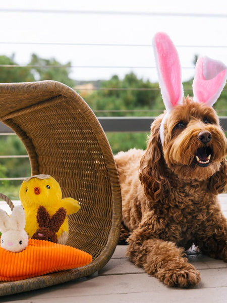     Pet-play-jouet-peluche-chien-Hippity-Hoppity-chick-me-out