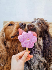         Smoofl-glace-pour-chien-2022