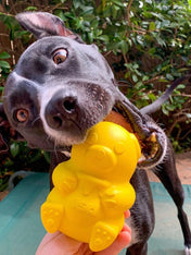     SodaPup-jouet-interactif-pour-chien-chiot-ourson-miel