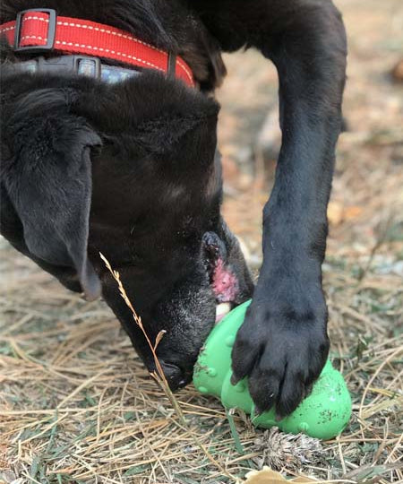     SodaPup-jouet-interactif-pour-chien-chiot-sapin-noel