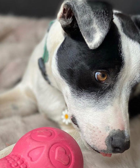 SodaPup-jouet-interactif-pour-chien-chiot-tete-de-mort-rose