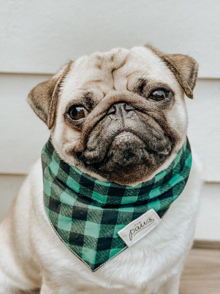 The-Paws-bandana-pour-chien-Bourbon