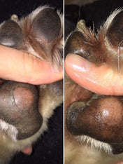    dexter-et-mango-soins-pour-chien-doux-coussinets