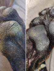    dexter-et-mango-soins-pour-chien-doux-coussinets
