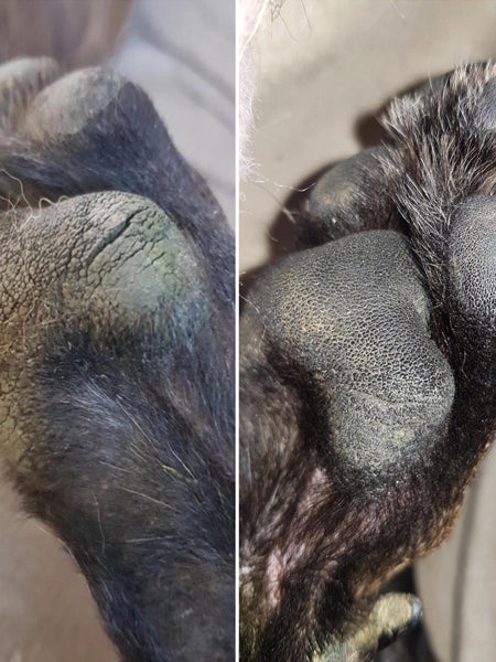    dexter-et-mango-soins-pour-chien-doux-coussinets