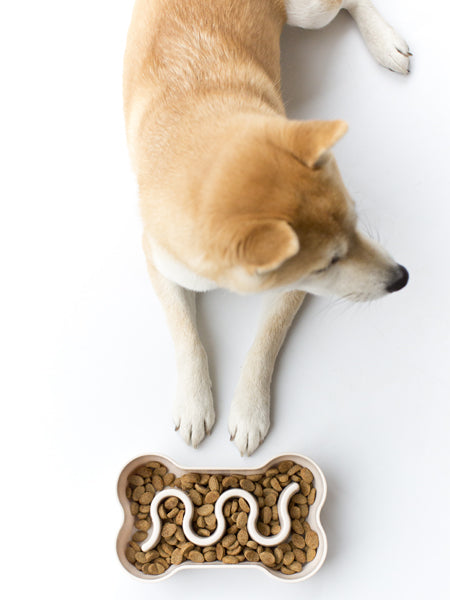 inooko-gamelle-antiglouton-pour-chien