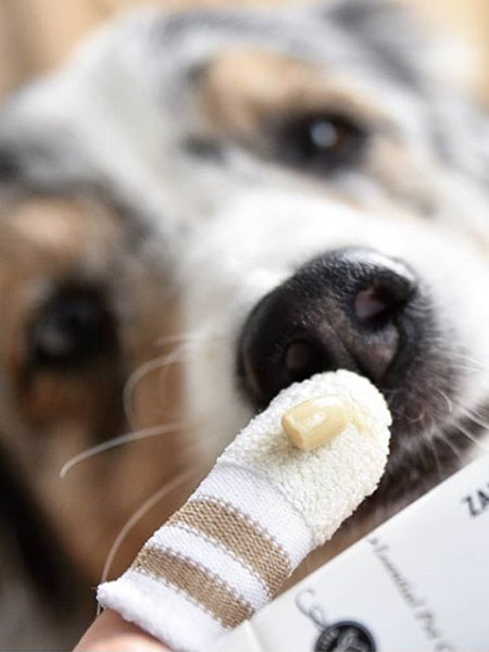 lila-loves-it-Brosse-a-dent-pour-chien-chat