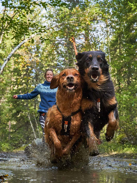        non-stop-dogwear-harnais-freemotion
