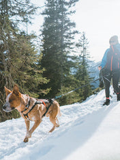     non-stop-dogwear-ligne-chien-laisse-TOURING-BUNGEE