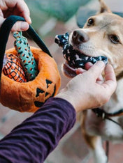   pet-play-peluche-chien-halloween-jouet-fouille-citrouille