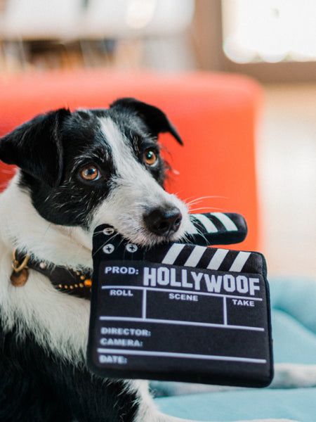 pet-play-peluche-pour-chien-chiot-Hollywoof-clap-de-tournage