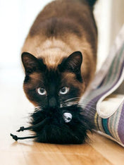 petplay Jouet pour chat à l'herbe a chat biologique monstre poilu