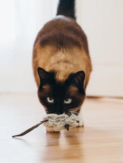 Jouet-souris-pour-chat-Herbe-à-chat-biologique