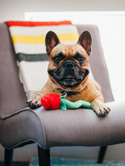 pet-play-jouet-pour-chien-saint-valentin