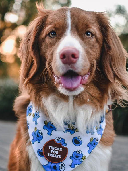     scout_s-honour-patch-thermocollant-pour-chien-tricks-for-treats