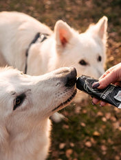     syta-micha-friandise-patee-en-tube-education-pour-chien-cerf-boeuf-abricot