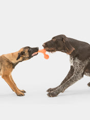    west-paw-SKAMP-jouet-a-lancer-ecologique-naturel-pour-chien-orange