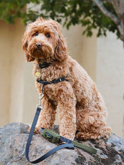 wildebeest-accessoires-pour-chien-vert
