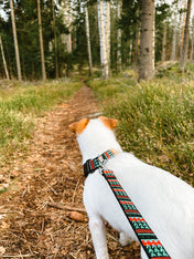 woolywolf-collier-design-pour-chien-woodland