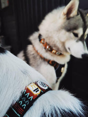 woolywolf-harnais-design-pour-chien-sea-to-summit