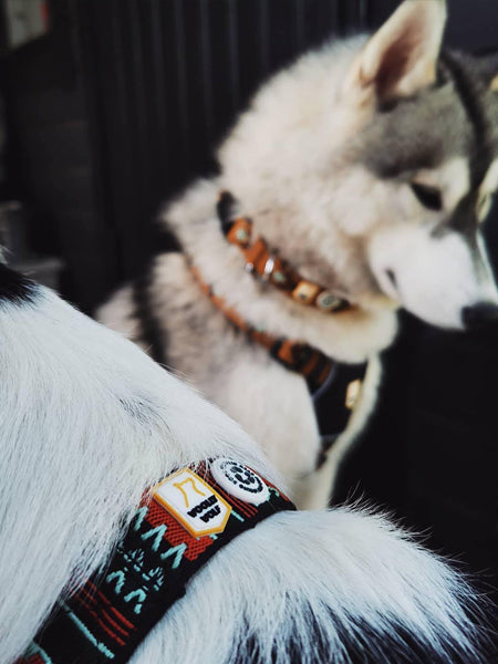 woolywolf-harnais-design-pour-chien-sea-to-summit